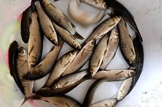 Narybek sandacz karp amur, Podkarpackie, Rakszawa