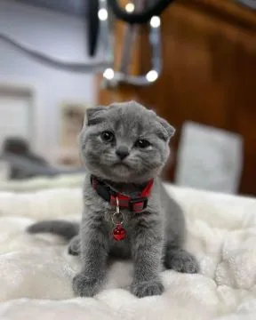 Kocięta brytyjskie krótkowłose do adopcji:{{juliapietrzak54@gmail.com}], , Lody