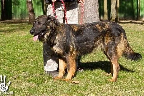 Keri, piękna Keri... :),  warmińsko-mazurskie Olsztyn