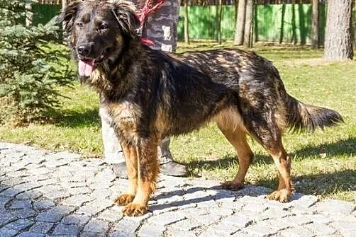 Keri, piękna Keri... :),  warmińsko-mazurskie Olsz