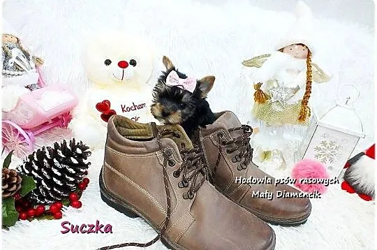 Mini XS !! Malutka Suczka Yorkshire Terrier Do REZERWACJI !!