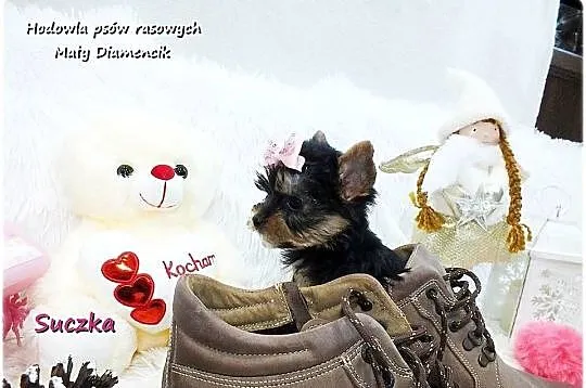 Mini XS !! Malutka Suczka Yorkshire Terrier Do REZERWACJI !!, Lubuskie, Żary
