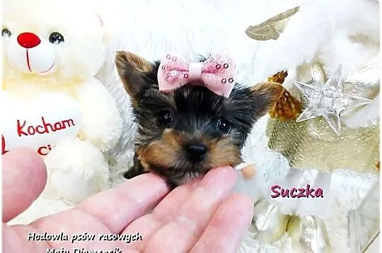 Mini XS !! Malutka Suczka Yorkshire Terrier Do REZERWACJI !!, Lubuskie, Żary