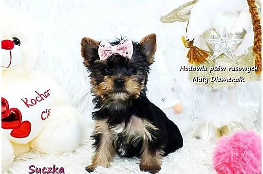 Mini XS !! Malutka Suczka Yorkshire Terrier Do REZERWACJI !!, Lubuskie, Żary