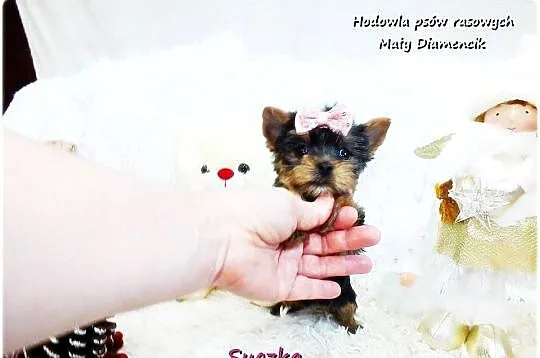 Mini XS !! Malutka Suczka Yorkshire Terrier Do REZERWACJI !!, Lubuskie, Żary