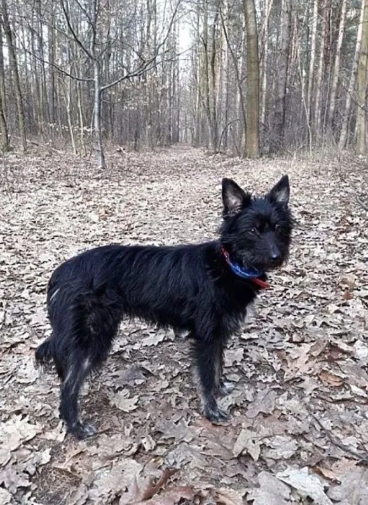 Malaga, niekonfliktowa, wesoła sunia do adopcji!, Mazowieckie, Warszawa