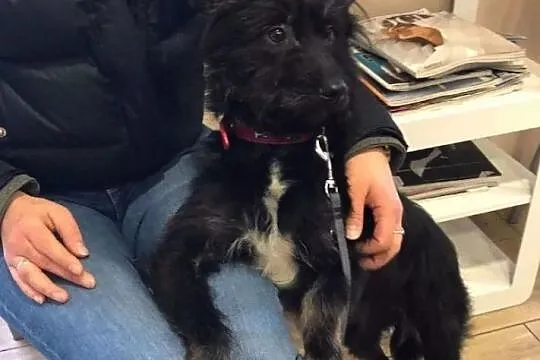 Malaga, niekonfliktowa, wesoła sunia do adopcji!, Mazowieckie, Warszawa
