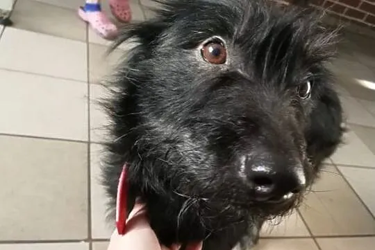 Malaga, niekonfliktowa, wesoła sunia do adopcji!, Mazowieckie, Warszawa