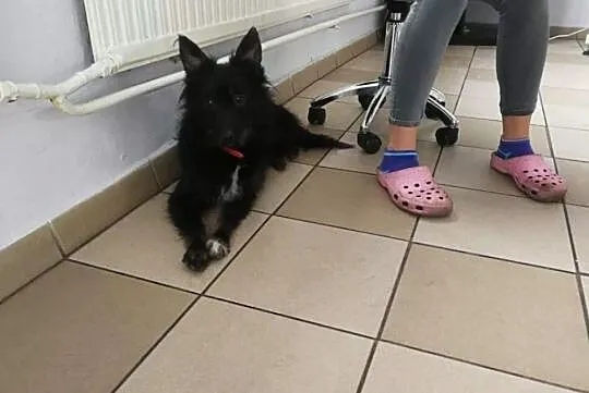 Malaga, niekonfliktowa, wesoła sunia do adopcji!, Mazowieckie, Warszawa