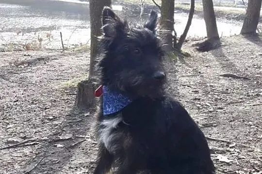 Malaga, niekonfliktowa, wesoła sunia do adopcji!, Mazowieckie, Warszawa