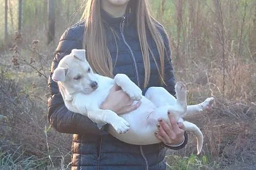 Spinka trzymiesięczny szczeniak,  mazowieckie Wars