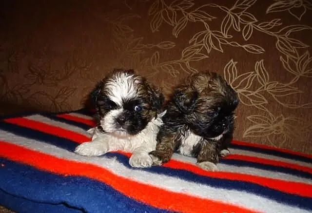 Shih-Tzu szczenięta.