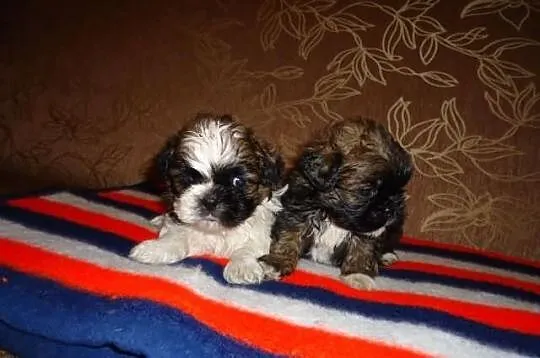 Shih-Tzu szczenięta.