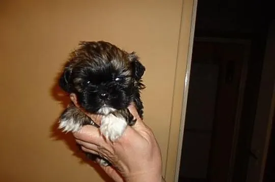 Shih-Tzu szczenięta.