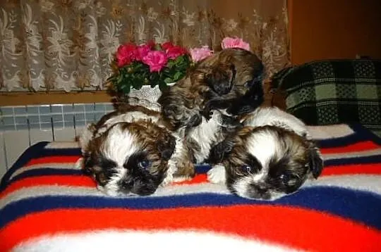 Shih-Tzu szczenięta.