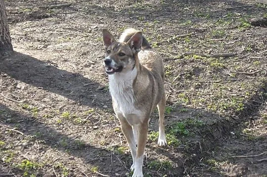 Kora - 10miesięczna, przyjazna suczka do adopcji!