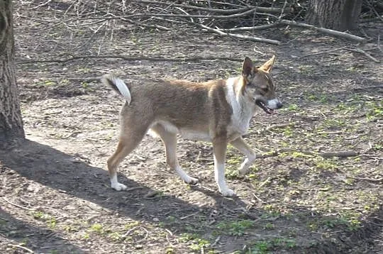 Kora - 10miesięczna, przyjazna suczka do adopcji!