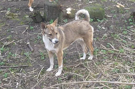 Kora - 10miesięczna, przyjazna suczka do adopcji!