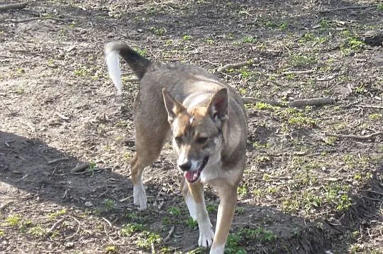 Kora - 10miesięczna, przyjazna suczka do adopcji!