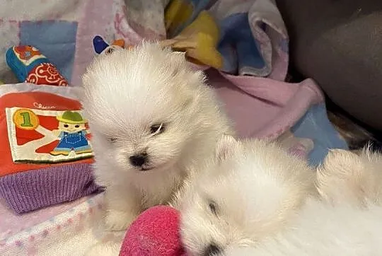 Szpic miniaturowy pomeranian, Łódzkie, Drogusza