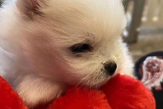 Szpic miniaturowy pomeranian, Łódzkie, Drogusza