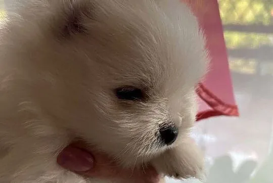 Szpic miniaturowy pomeranian, Łódzkie, Drogusza