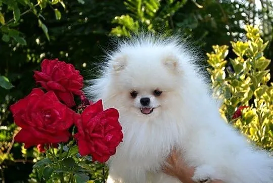 Szpic miniaturowy pomeranian, Łódzkie, Drogusza