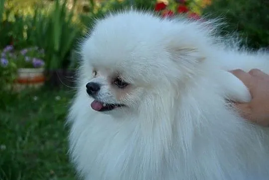 Szpic miniaturowy pomeranian, Łódzkie, Drogusza