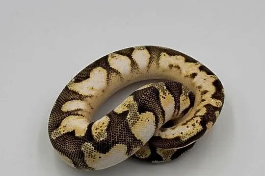 Pastel Enchi Orange dream Sugar Yellow belly Pyton królewski / regius wąż