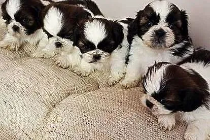 Shih Tzu szczeniaczki