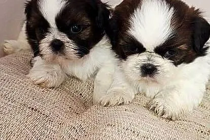 Shih Tzu szczeniaczki, Mazowieckie, Przysucha