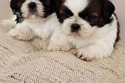 Shih Tzu szczeniaczki, Mazowieckie, Przysucha