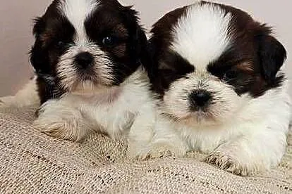Shih Tzu szczeniaczki, Mazowieckie, Przysucha