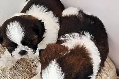 Shih Tzu szczeniaczki, Mazowieckie, Przysucha