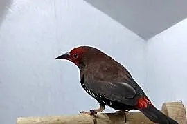 Astryld Malowany