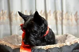 Terrier Szkocki, rasowa suczka 4m-ce dla rodziny,  ZKwP FCI