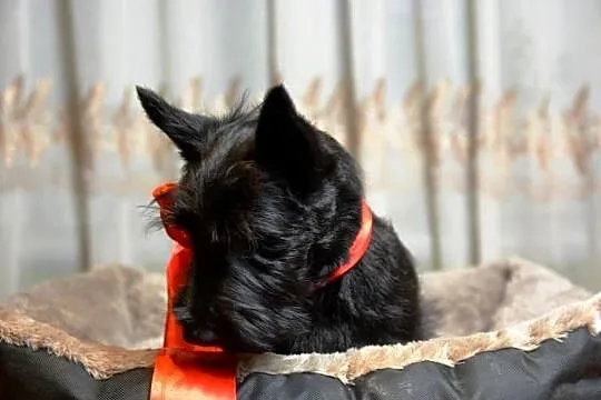 Terrier Szkocki, rasowa suczka 4m-ce dla rodziny,  ZKwP FCI