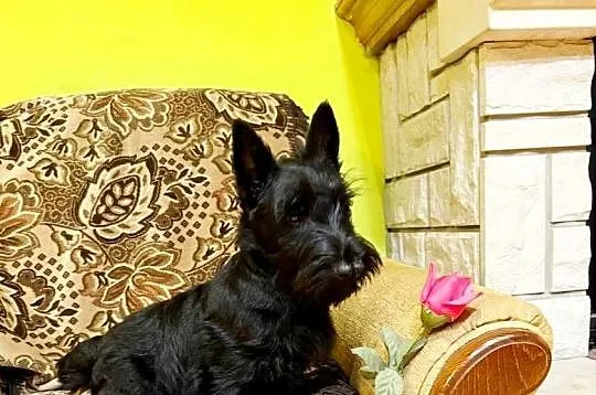 Terrier Szkocki, rasowa suczka 4m-ce dla rodziny,  ZKwP FCI, Mazowieckie, Mińsk Mazowiecki