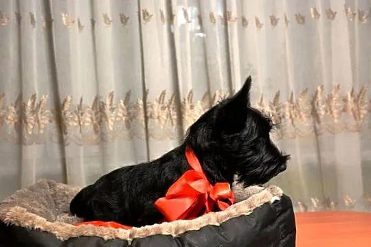 Terrier Szkocki, rasowa suczka 4m-ce dla rodziny,  ZKwP FCI, Mazowieckie, Mińsk Mazowiecki