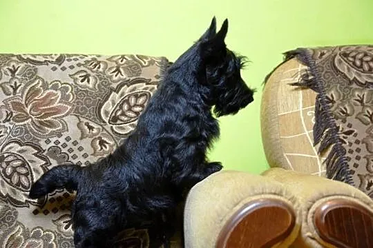 Terrier Szkocki, rasowa suczka 4m-ce dla rodziny,  ZKwP FCI, Mazowieckie, Mińsk Mazowiecki