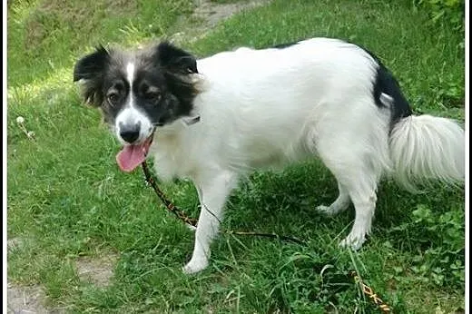 Urocza nieduża 3,5roczna Tinka szuka domu !,  mazo