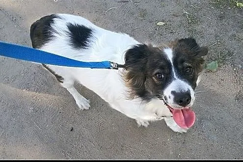 Urocza nieduża 3,5roczna Tinka szuka domu !,  mazo