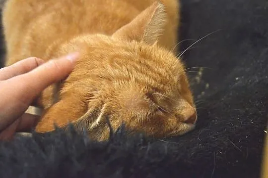 Cleo - ruda piękność szuka domu/Poznań, Wielkopolskie, Poznań