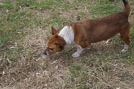 MACIUŚ, PSIAK Z WYPADKU BŁAGA O POMOC I DOM.,  Kundelki cała Polska, 