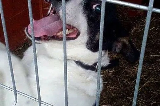 Rogal młody przytulak szuka kochającego domku na c