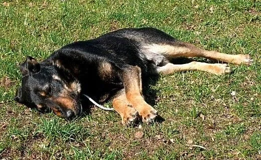 Dyziek w typie ON czeka na dom!, mazowieckie Wars