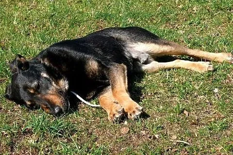 Dyziek w typie ON czeka na dom!, mazowieckie Warszawa