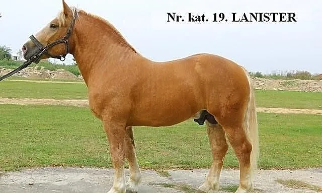Ogier LANISTER 81pkt z linii Rolltana sprzedam lub