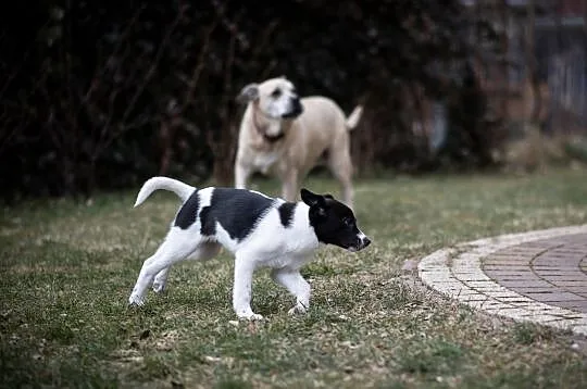 Loki - młody szkrab czeka na swojego człowieka, Łódzkie, Łódź