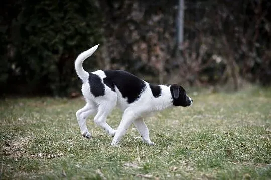 Loki - młody szkrab czeka na swojego człowieka, Łódzkie, Łódź